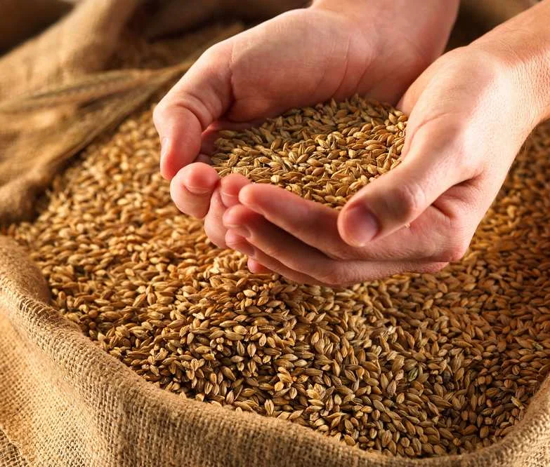 Whole Wheat Grain
